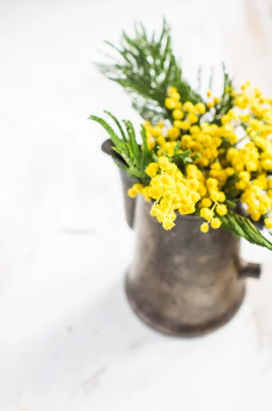 Bright mimosa flowers — Stock Photo, Image