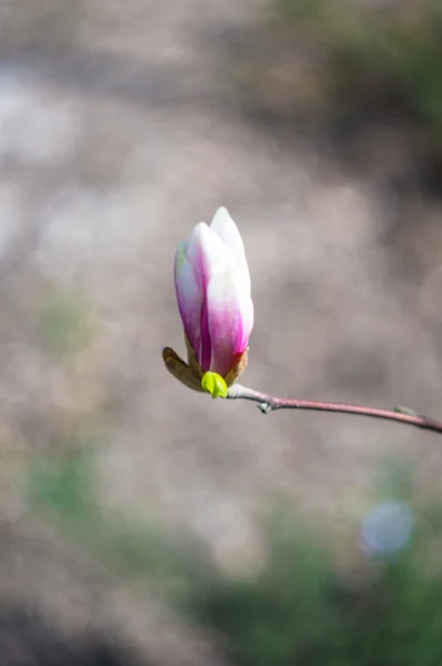 Árbol de magnolia floreciente en un parque —  Fotos de Stock