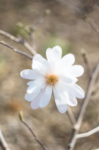 Ανθίζοντας δέντρο magnolia σε ένα πάρκο — Φωτογραφία Αρχείου