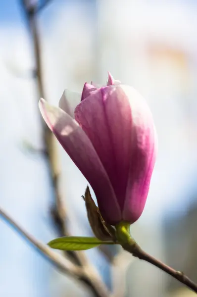 Kwitnące drzewo magnolia Park — Zdjęcie stockowe