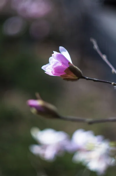 Árbol de magnolia floreciente en un parque —  Fotos de Stock