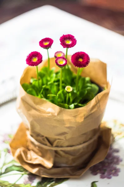 Margarete flowers in a pot — Stock Photo, Image