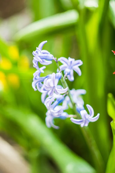 Flor jacinto azul — Fotografia de Stock