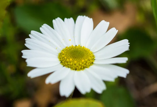 Daisy blomman i ett fält — Stockfoto