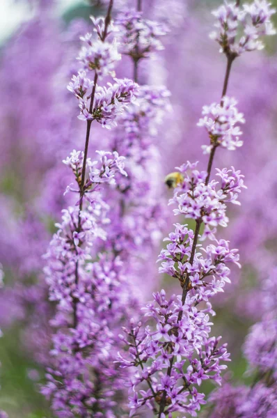 Spring time garden — Stock Photo, Image