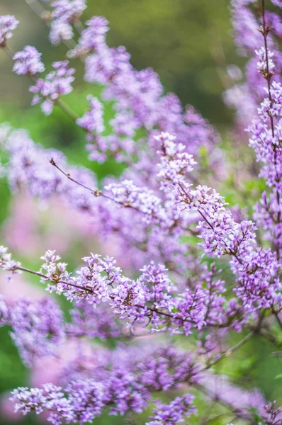 Tijd lentetuin — Stockfoto