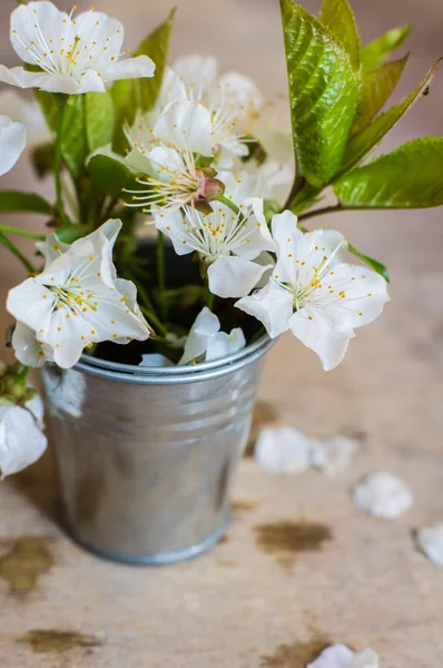 Flor de cerejeira em uma mesa — Fotografia de Stock