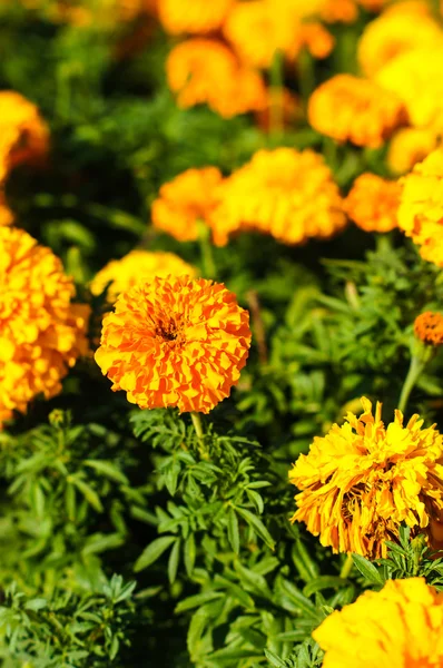 Flores de caléndula en un jardín — Foto de Stock
