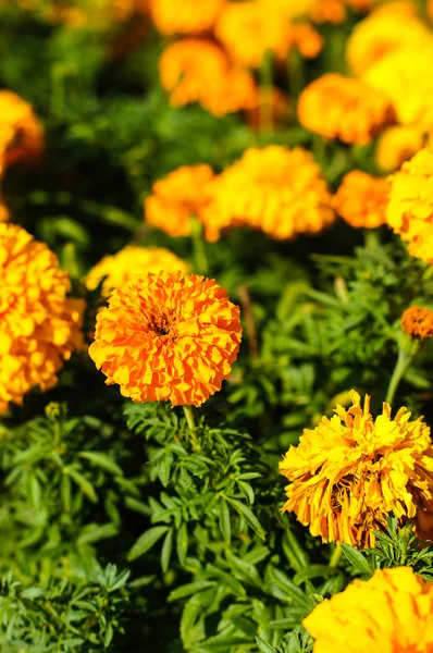 Flores de calêndula em um jardim — Fotografia de Stock