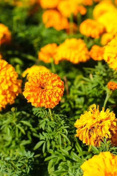 Flores de calêndula em um jardim — Fotografia de Stock