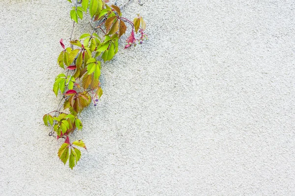 Old wall and creeper plant — Stock Photo, Image