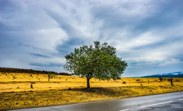 Tree Surrounded Clouds Road Rainy Autumnal Landscape Caucasus Mountain Kakheti — Stock Photo, Image