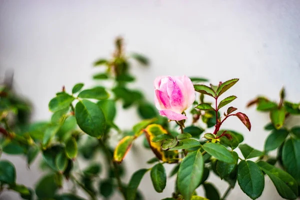 Rózsaszín Virág Virága Téli Kertben — Stock Fotó