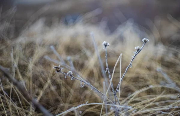 Natuur Winter Met Planten Bedekt Met Bevroren — Stockfoto