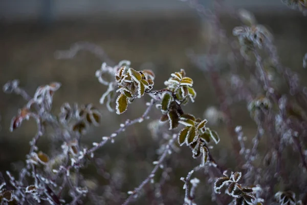 Natureza Inverno Com Plantas Cobertas Congelados — Fotografia de Stock