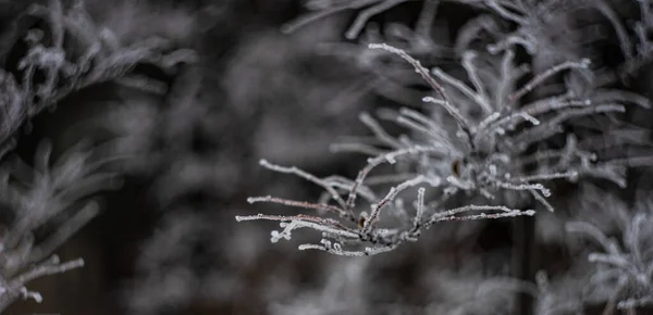 Природа Взимку Рослинами Покритими Замороженими — стокове фото