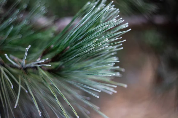 Nature Winter Plants Covered Frozen — Stock Photo, Image