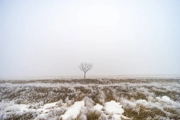 Paysage Hivernal Avec Arbre Couvert Eau Gelée Quelque Part Kakheti — Photo