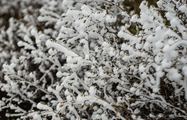 Зимой Природа Покрыта Замерзшими Растениями — стоковое фото