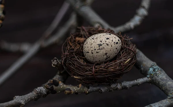 Concepto Tarjeta Pascua Con Nido Con Huevos Sobre Fondo Madera — Foto de Stock