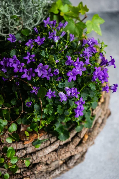 Voorjaar Paasbloemen Compositie Met Verschillende Seizoensgebonden Bloemen Als Interieurdecoratie — Stockfoto