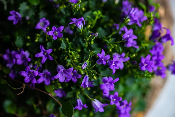 Blühende Hellblaue Glockenblumen Als Natürlicher Hintergrund — Stockfoto