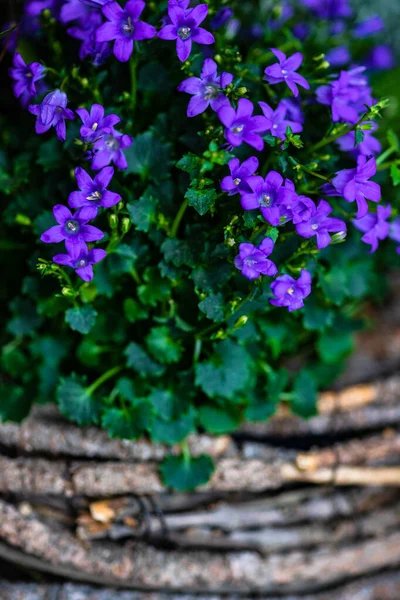 Bloeiende Heldere Blauwe Klokbloemen Als Een Natuurlijke Achtergrond — Stockfoto