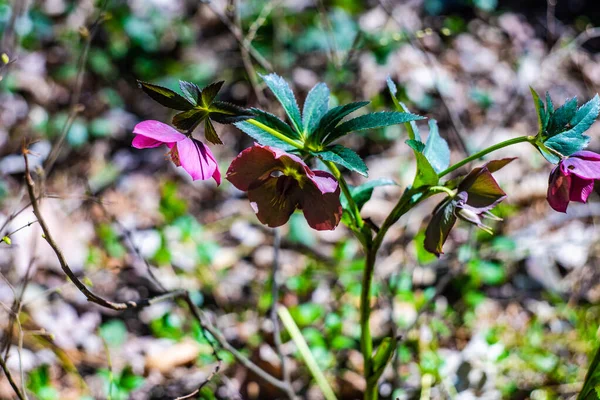 Helleborus Första Vårblommorna Skogen Solig Dag — Stockfoto