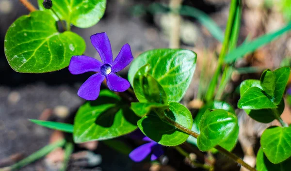 Όμορφα Μπλε Λουλούδια Έναν Καλοκαιρινό Κήπο — Φωτογραφία Αρχείου