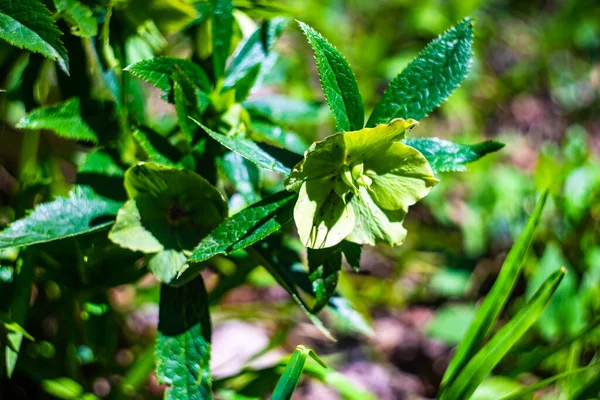 Helleborus One First Spring Flowers Wood Sunny Day — Stock Photo, Image