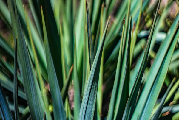 Messicano Foglie Cactus Agave Come Sfondo Naturale Con Spazio Copia — Foto Stock