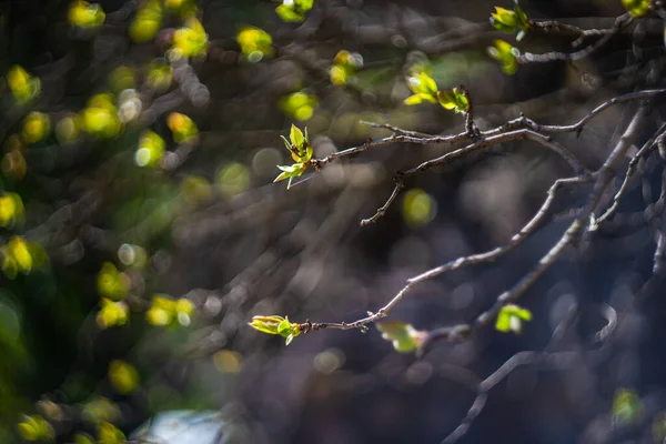Утренняя Роса Листьях Дерева Саду — стоковое фото