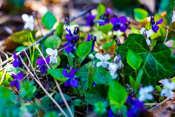 Wild Viola Odorata Common Violet Een Lentetijd Tuin — Stockfoto