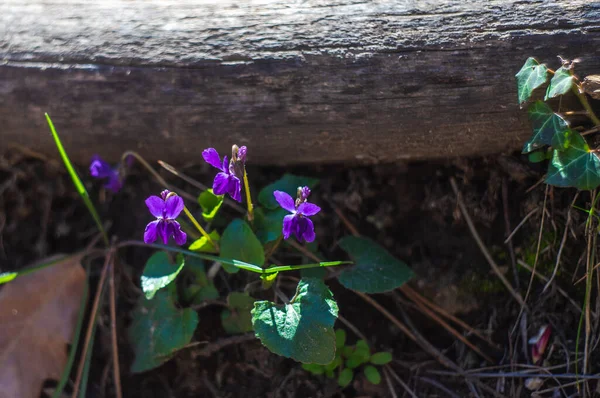 Vahşi Viola Parfümü Yoksa Bahar Zamanı Bahçesinde Sıradan Violet — Stok fotoğraf