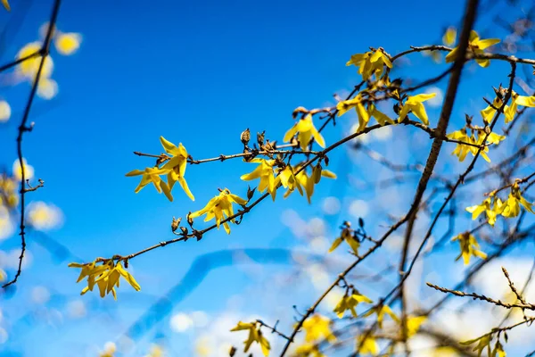 Első Sárga Harangvirág Forsythia Kék Háttér — Stock Fotó