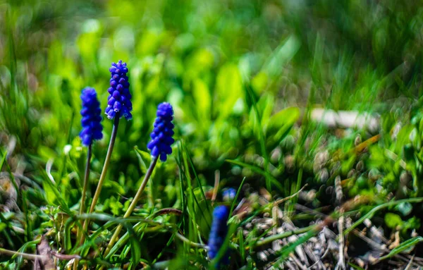 Jácintvirág Vad Természetben Tavasszal — Stock Fotó