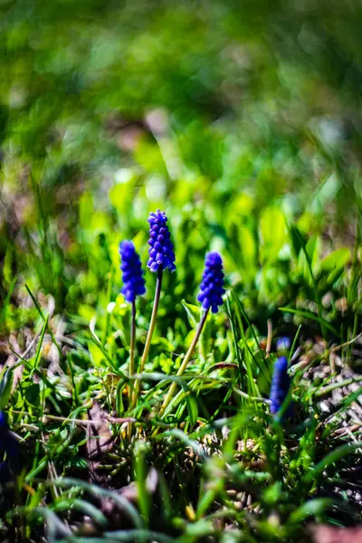 Hyacint Blommor Vild Natur Våren — Stockfoto