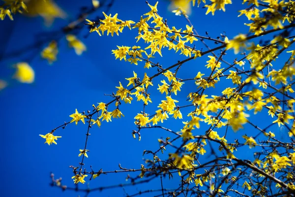 Πρώτη Κίτρινη Καμπάνα Λουλούδια Της Φορσύθια Μπλε Φόντο Του Ουρανού — Φωτογραφία Αρχείου