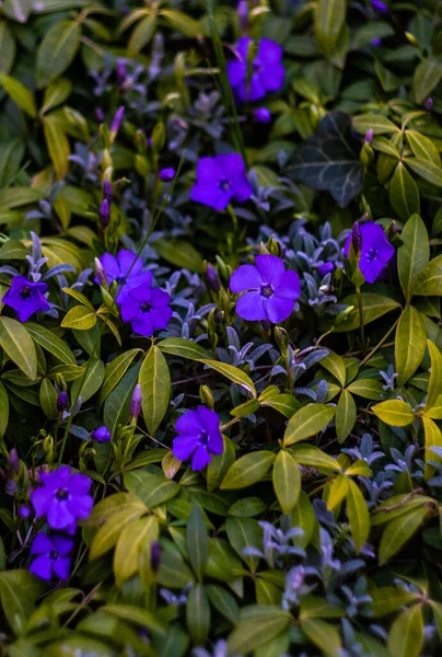 Bellissimi Fiori Blu Giardino Estivo — Foto Stock