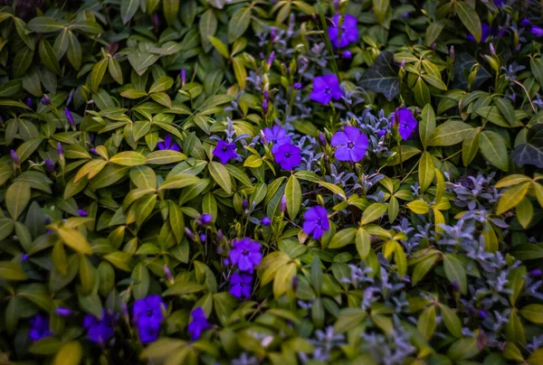 Indah Bunga Biru Taman Musim Panas — Stok Foto