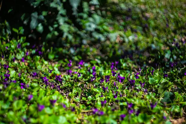 春の庭で野生のヴィオラ臭田または一般的なバイオレット — ストック写真