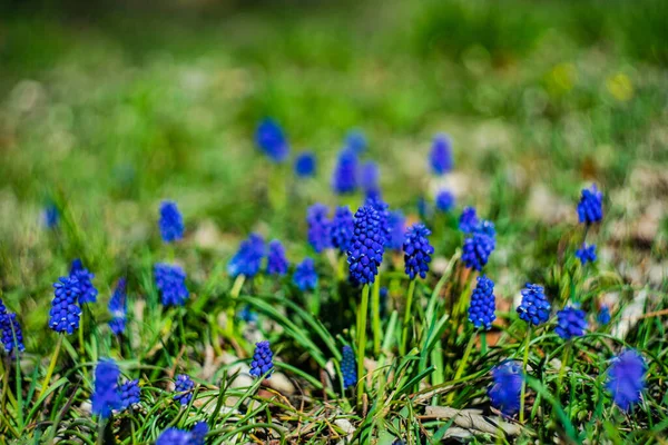 Jacinthe Fleurit Dans Une Nature Sauvage Printemps — Photo