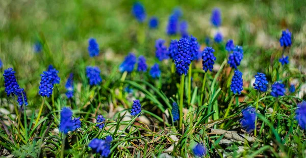 春の大自然の中で咲くヒヤシンス — ストック写真