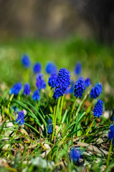 Jácintvirág Vad Természetben Tavasszal — Stock Fotó