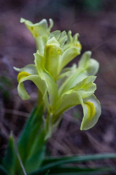 Fleurs Iris Sauvages Dans Forêt Printanière — Photo
