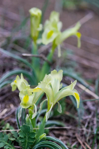 Fleurs Iris Sauvages Dans Forêt Printanière — Photo