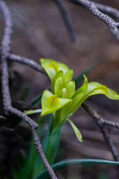 Flores Íris Selvagem Floresta Primavera — Fotografia de Stock