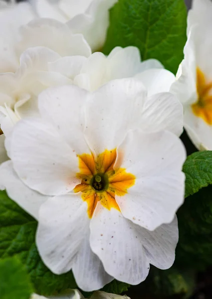 Vackra Primula Blommor Kruka Som Inredning — Stockfoto