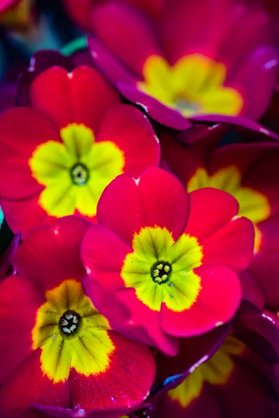 Bellissimi Fiori Primula Una Pentola Come Decorazione Interni — Foto Stock