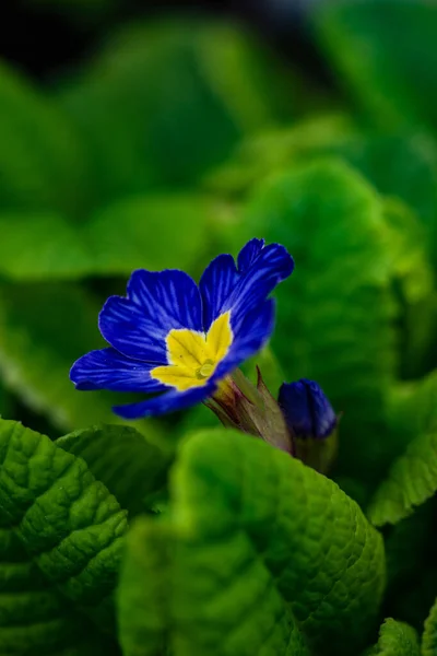 Bellissimi Fiori Primula Una Pentola Come Decorazione Interni — Foto Stock